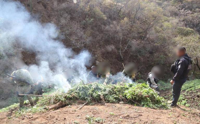 Destruyen sembradío de marihuana en Michoacán